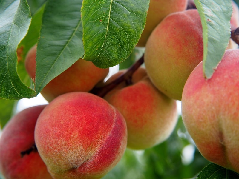 Fruit Orchards