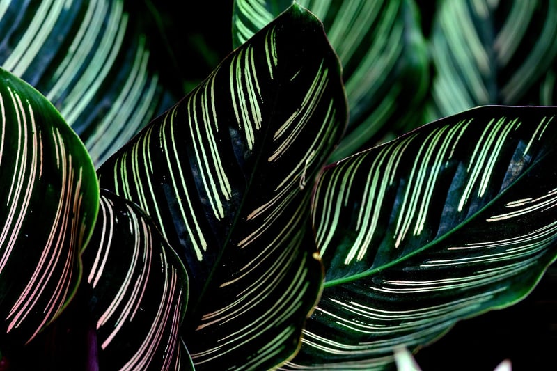 Calathea