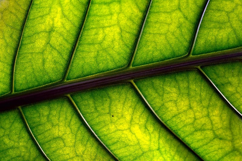 Fiddle Leaf Fig